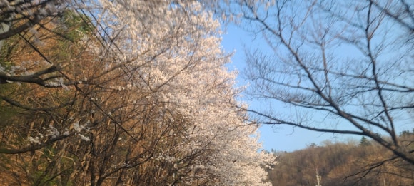 청폄 이미지