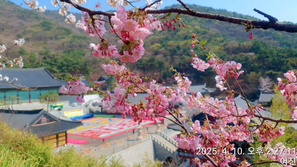 법인자연심 이미지