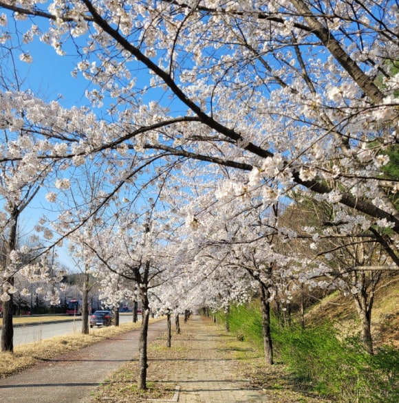 수목미술심리상담센타 이미지