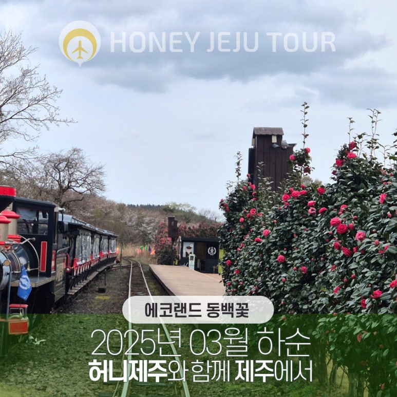 제주다정여행사 이미지