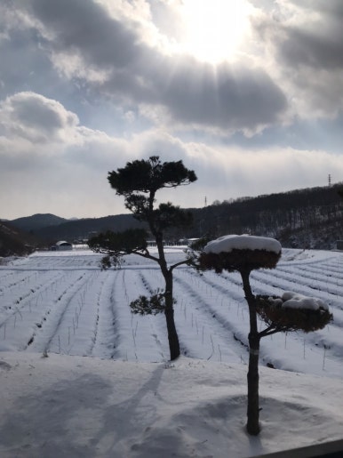 포레스트테일 이미지