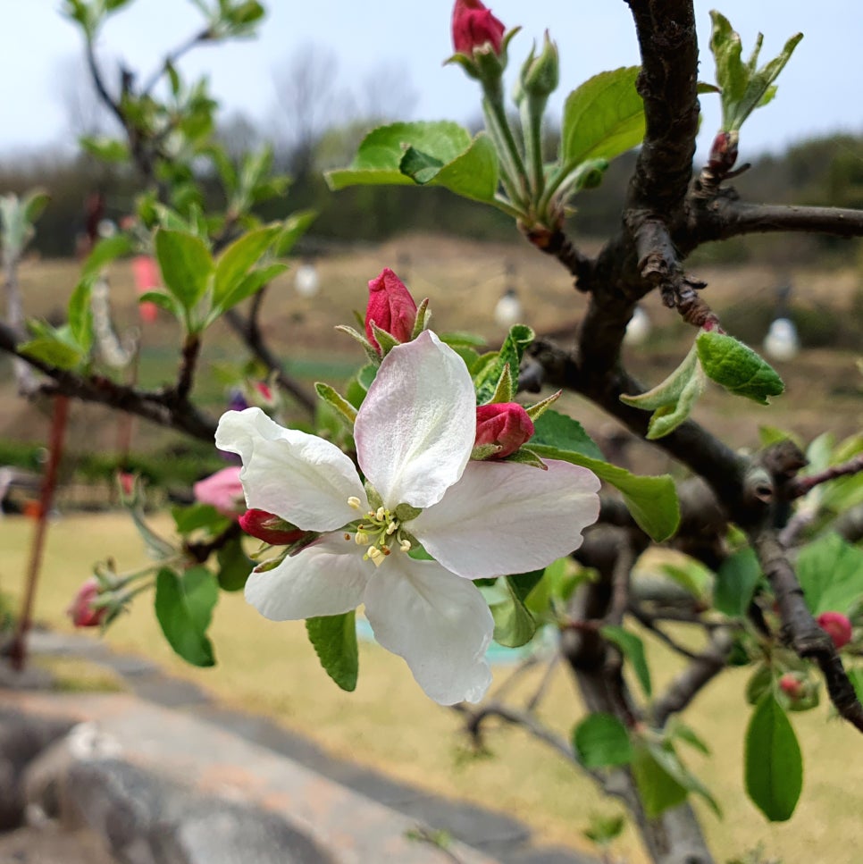 산수애 이미지
