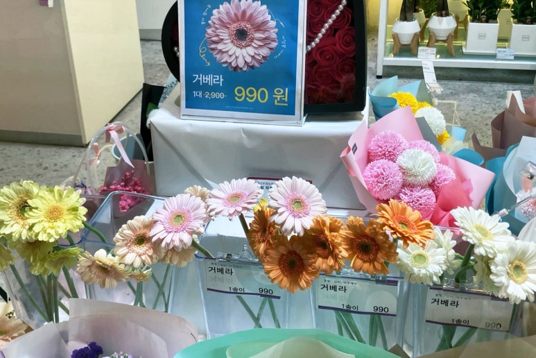 스노우폭스제주 이미지