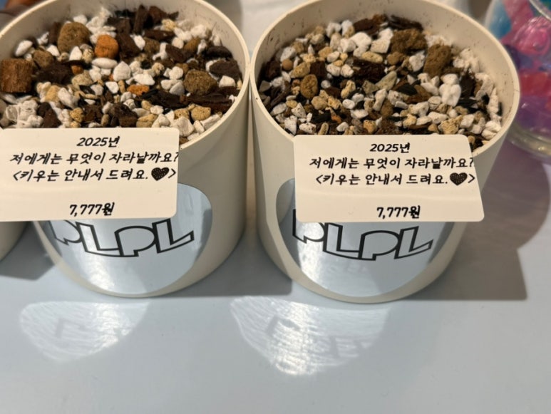 피엘피 이미지