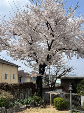 이성산칼국수 이미지