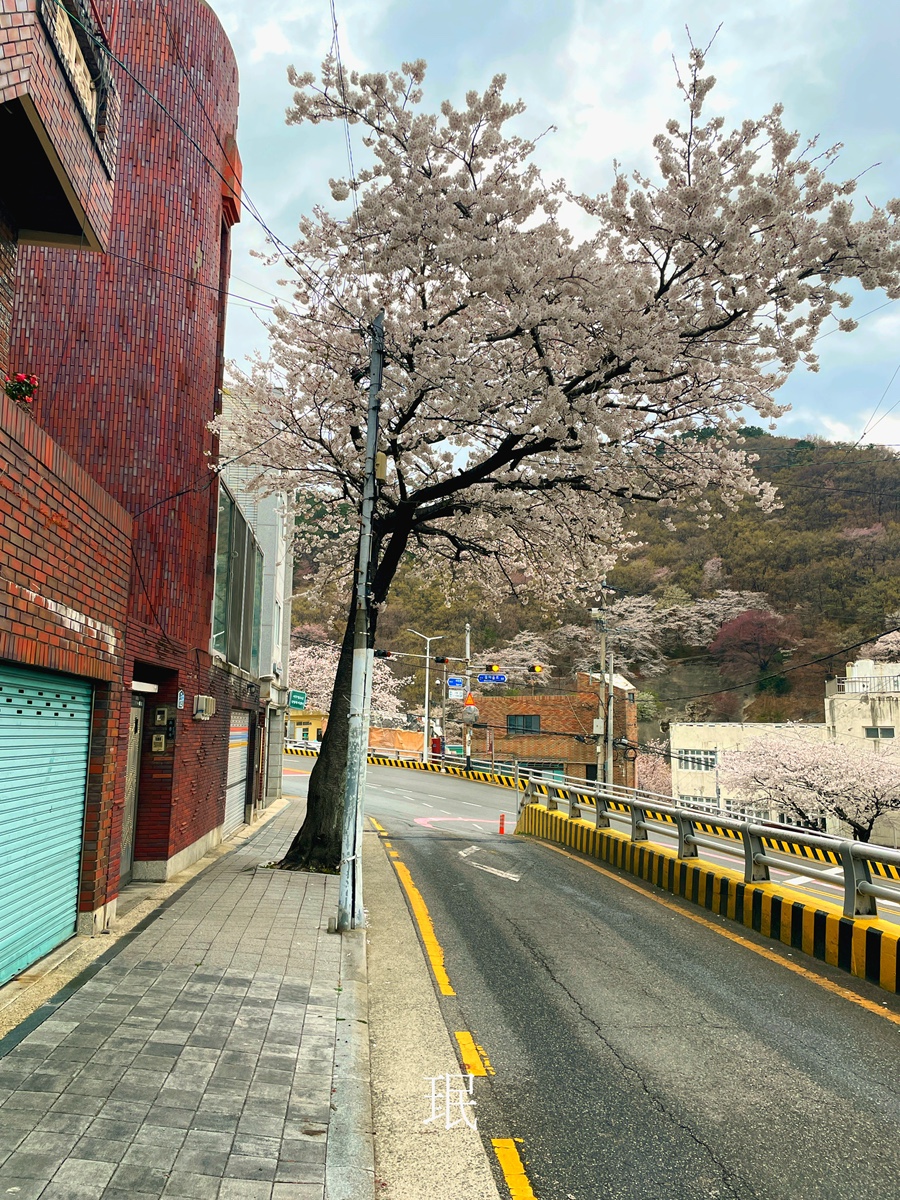 노드피자 이미지
