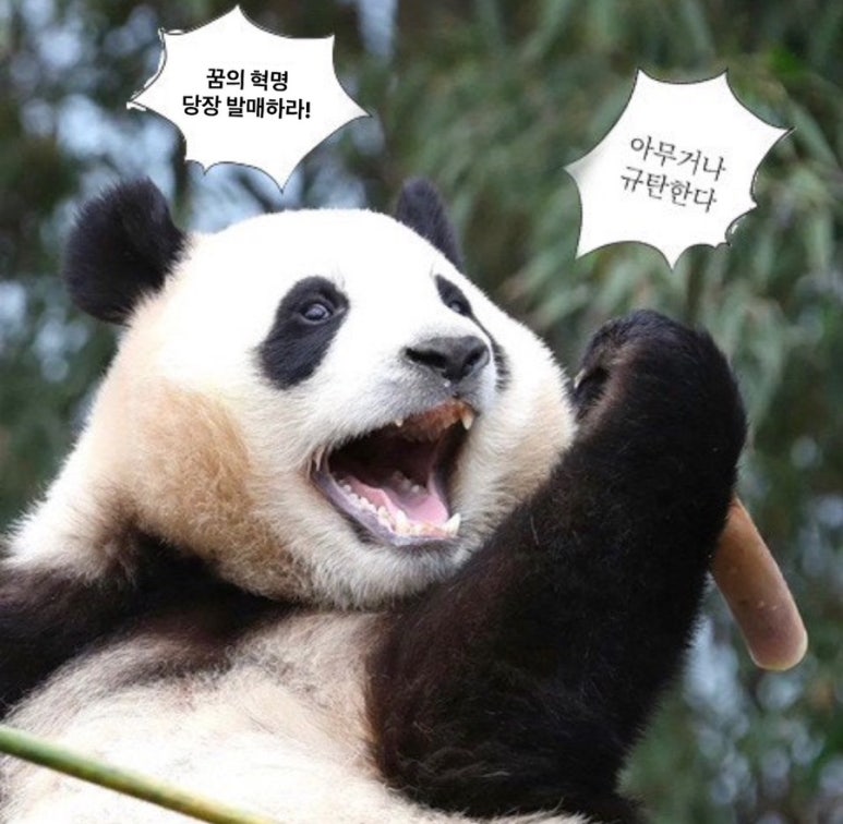 이거비버 이미지