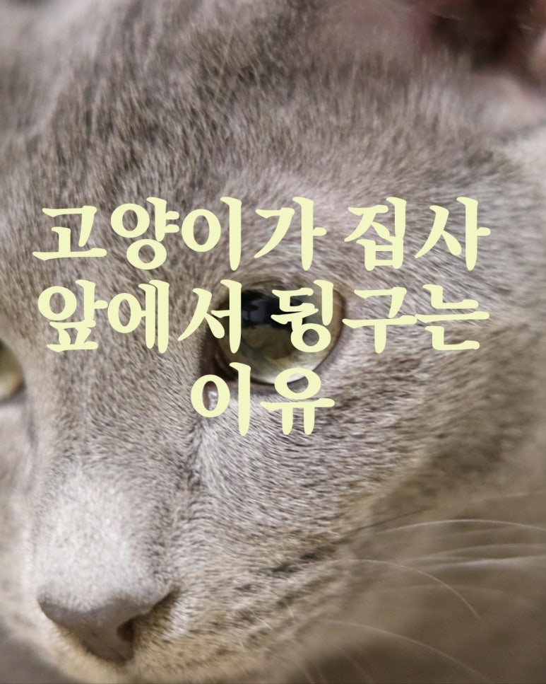 고양이가 집사 앞에서 뒹구는 이유