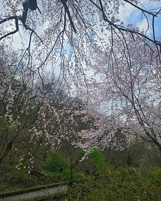 청사광장 이미지