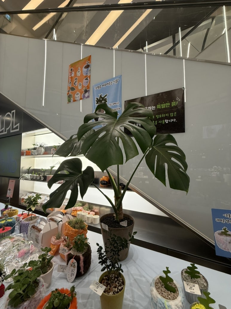 피엘피 이미지
