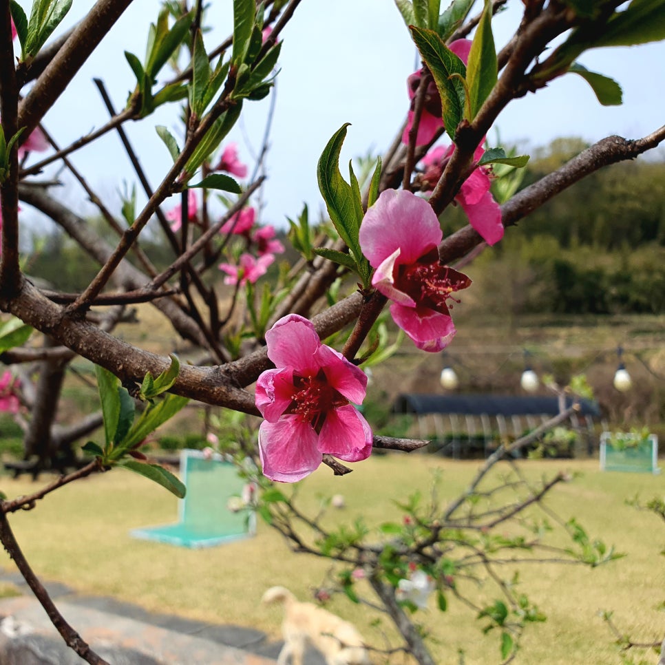 산수애 이미지