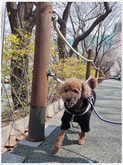 코코림 이미지