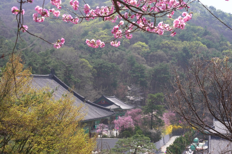 조화불교사 이미지