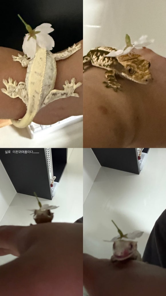 고주망탱이 이미지