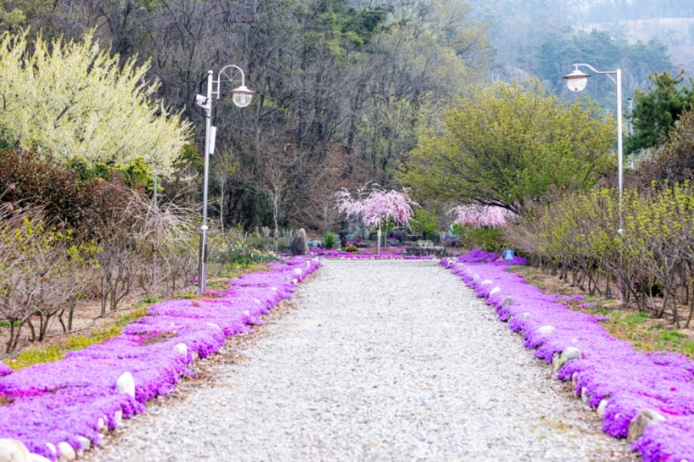 꽃가야 이미지