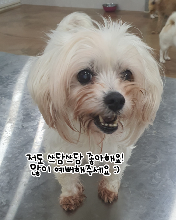 쓰담-쓰담 이미지