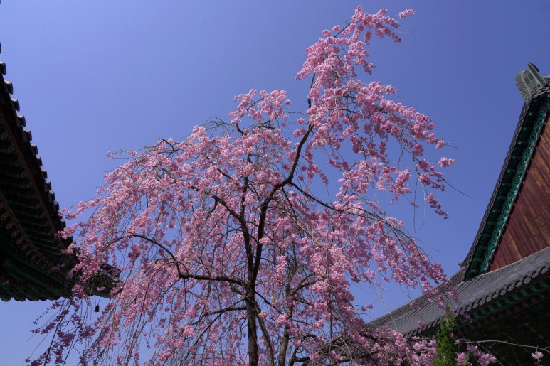 조화불교사 이미지