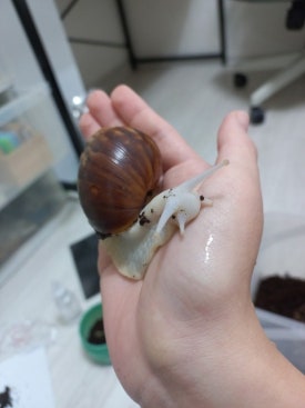 쥬니멀 이미지