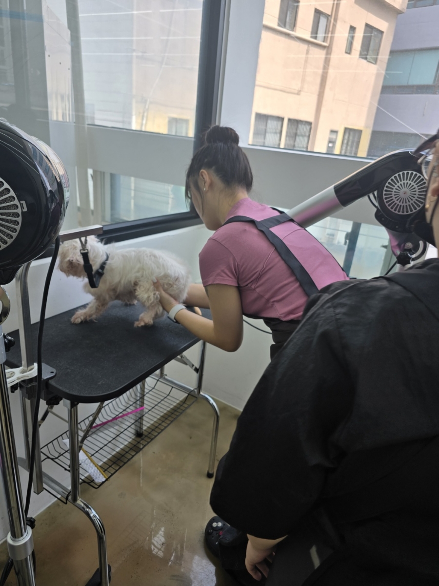 벨라루시애견미용학원 이미지