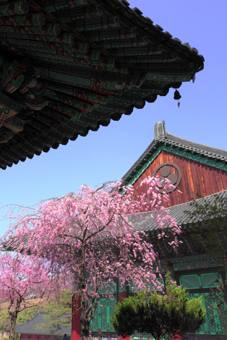 조화불교사 이미지
