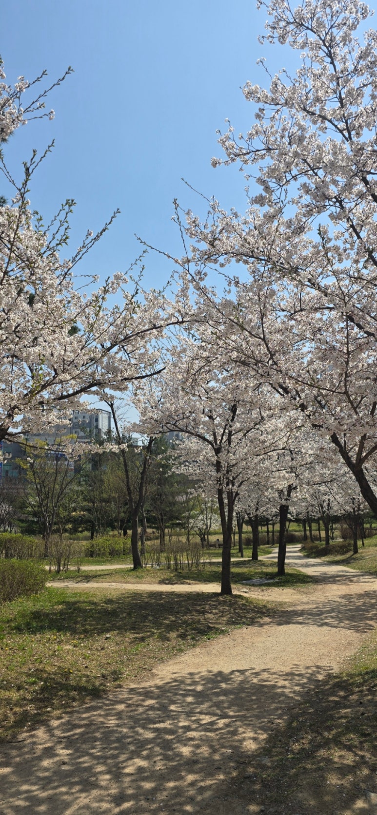 엘리피아노음악학원 이미지