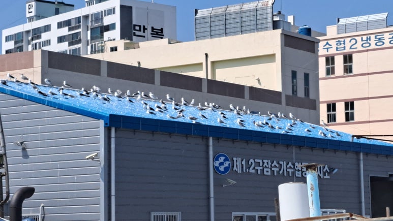 핍치스 이미지