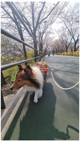 코코림 이미지