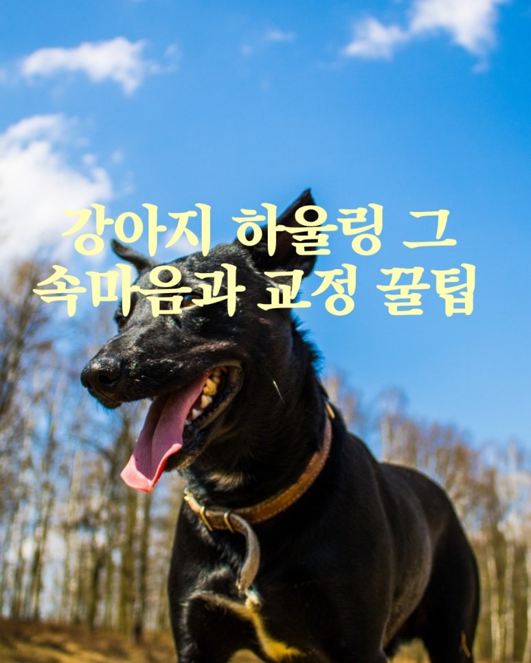 강아지 하울링 그 속마음과 교정 꿀팁