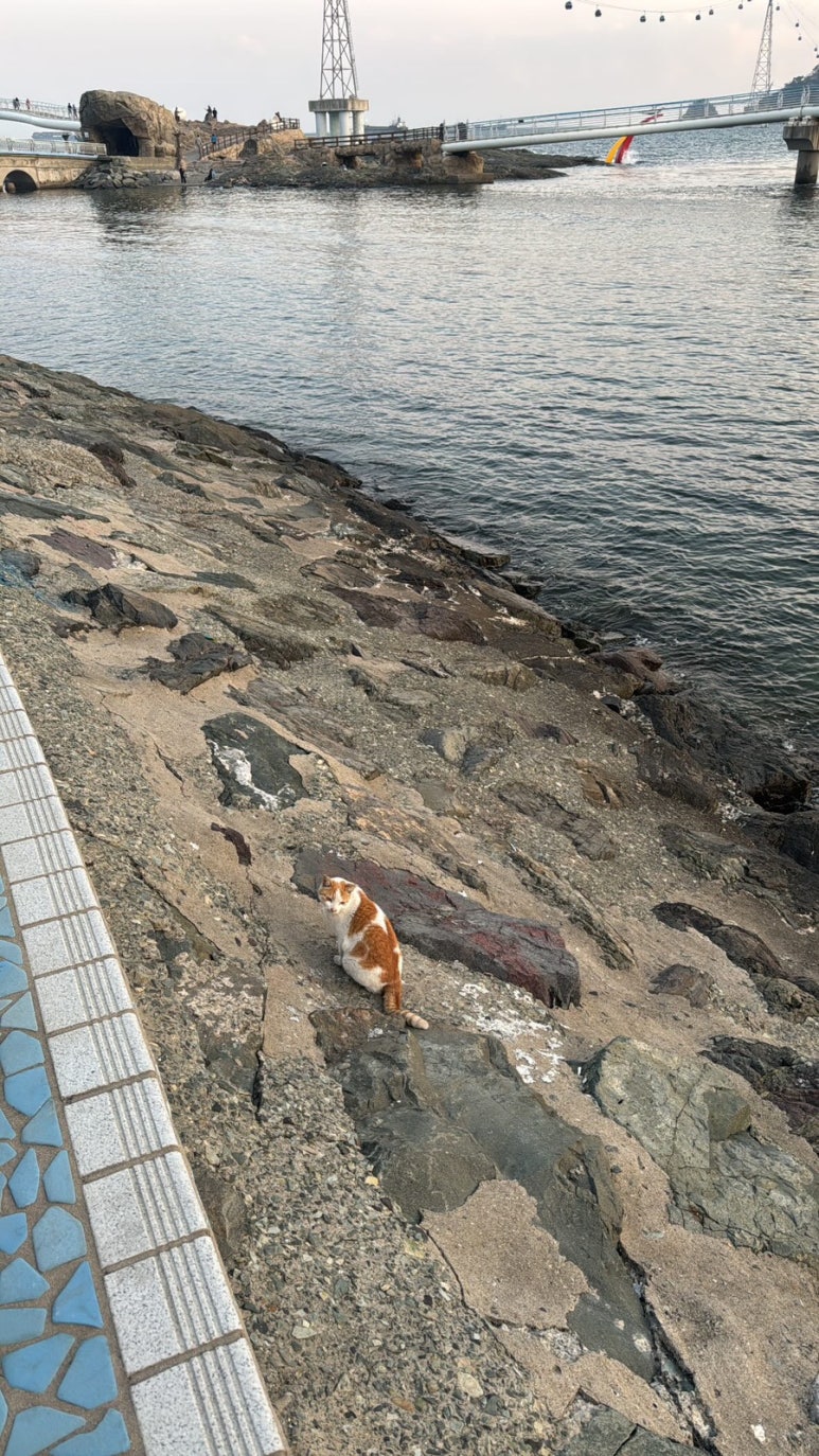 송원코다리 이미지
