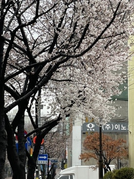 오늘은 어떤 닭 이미지