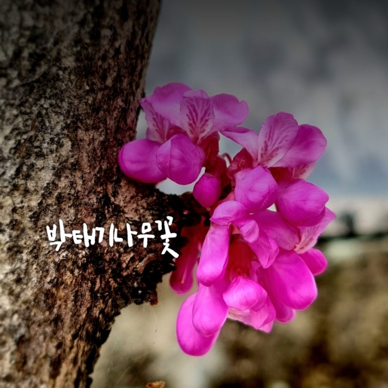 작은꽃 이미지