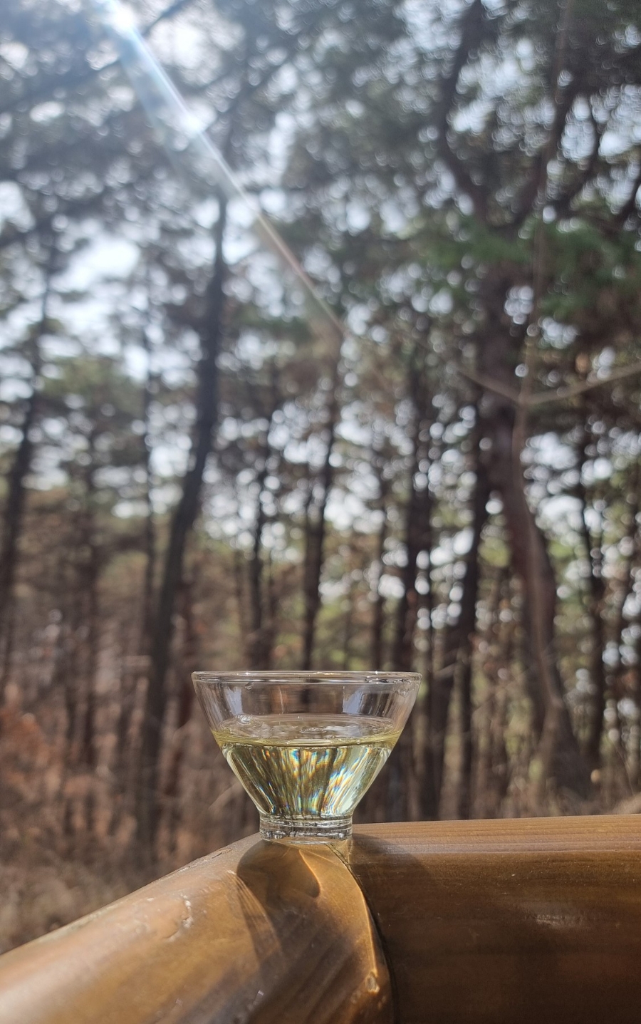 아리음 이미지