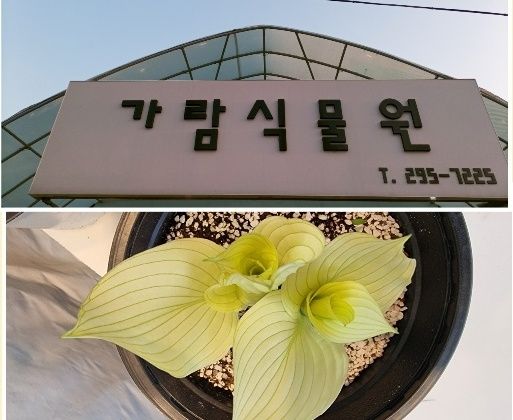 비비추꽃집 이미지