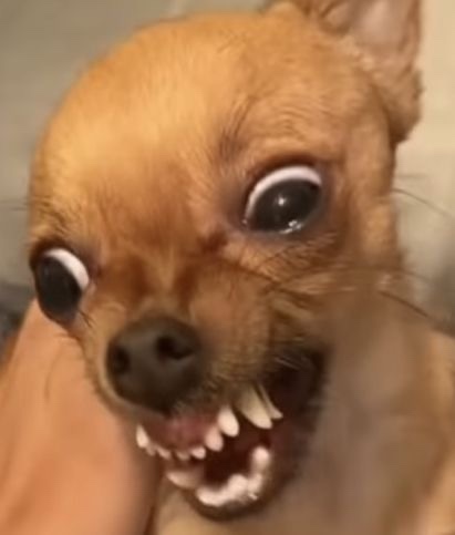 진짜 이미지