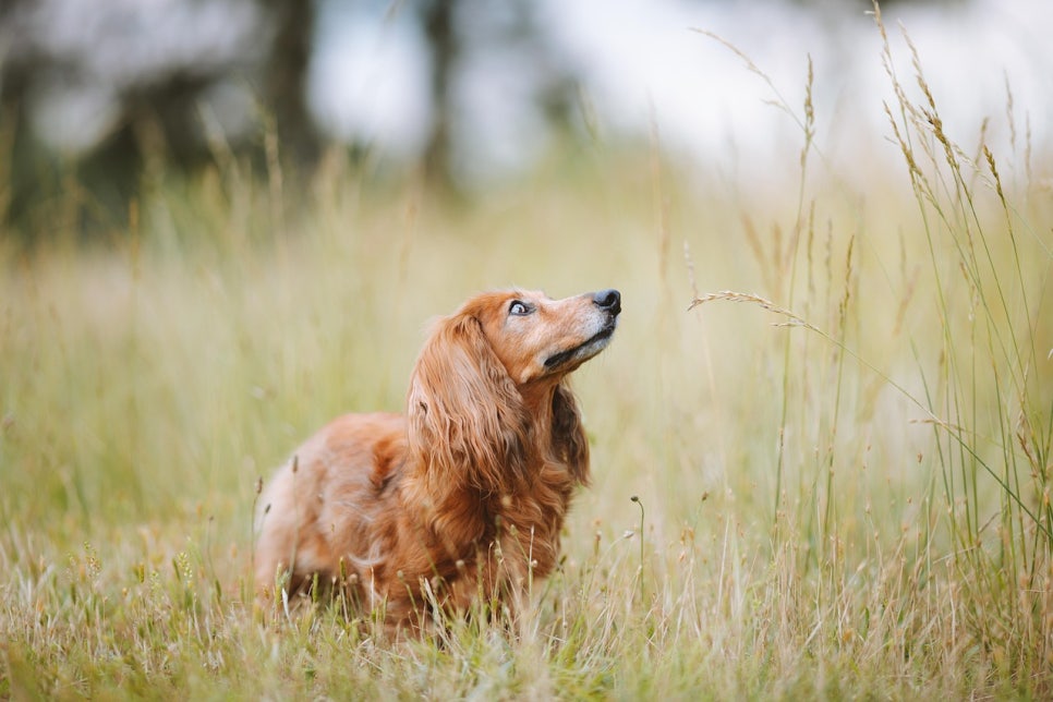 닥스훈트(DACHS HUND) 이미지
