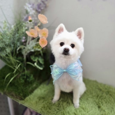 에바가위컷 전문점 이미지