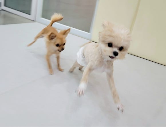 힐링꽃하우스 이미지