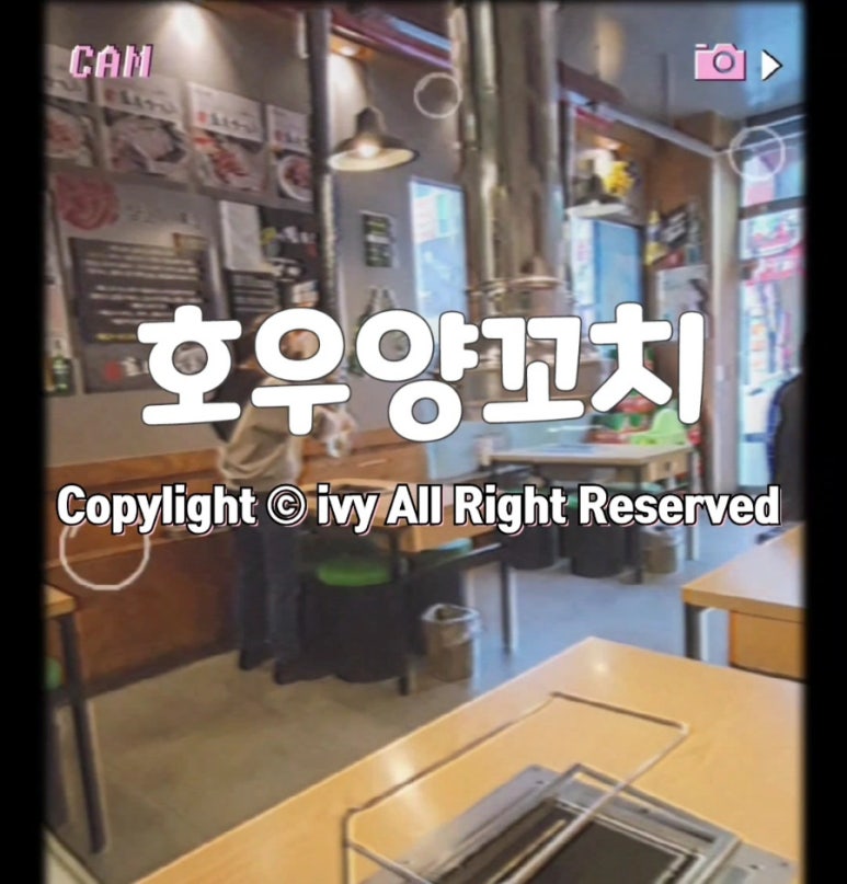 동백양과 이미지