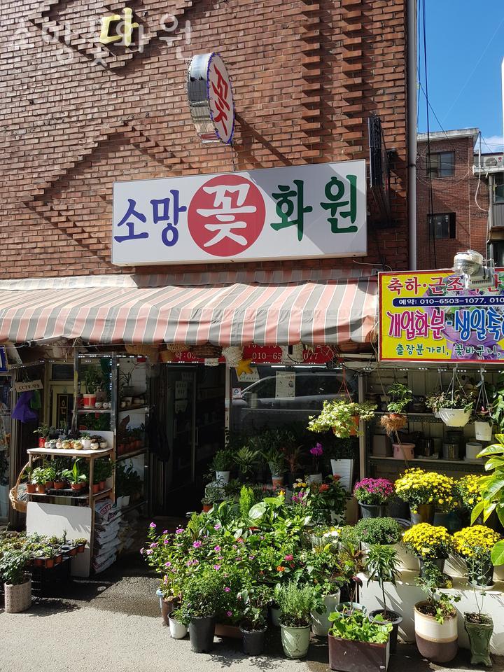 소망꽃 이미지