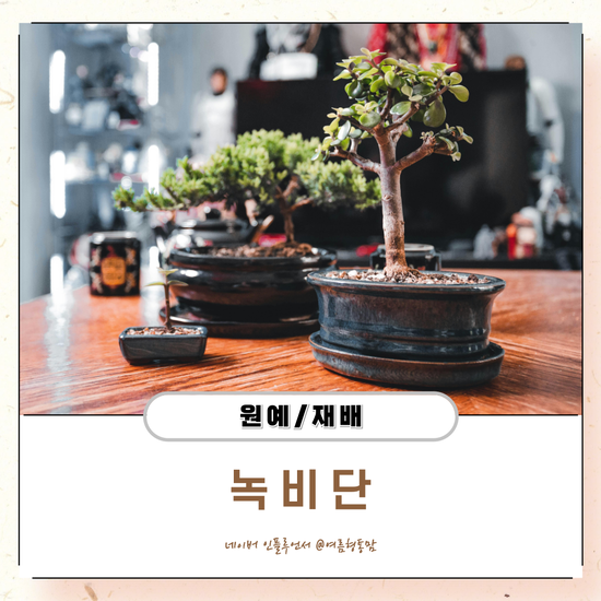 꽃나비다육 이미지