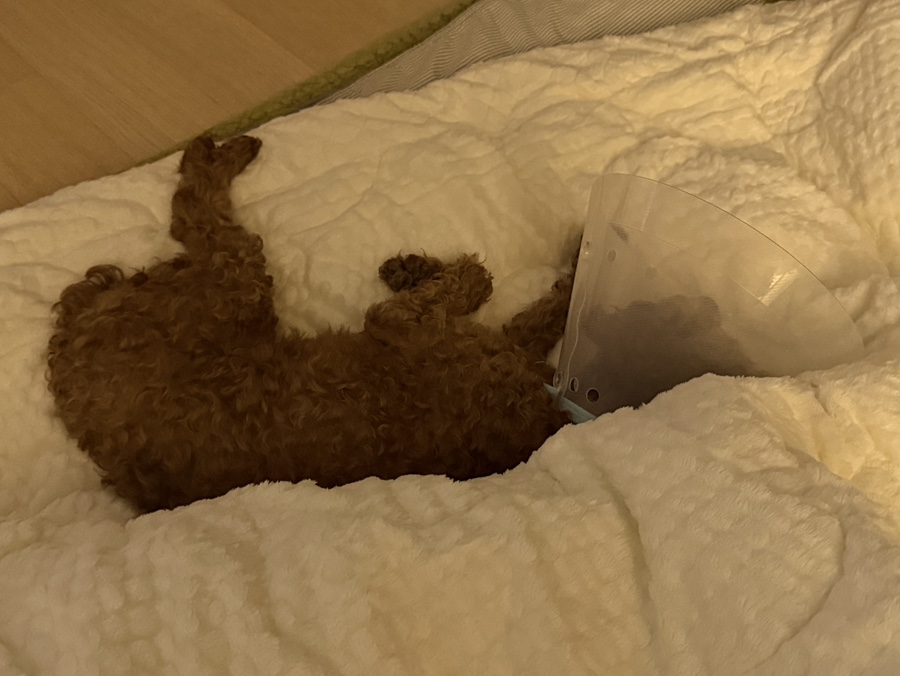 야미뽀 이미지