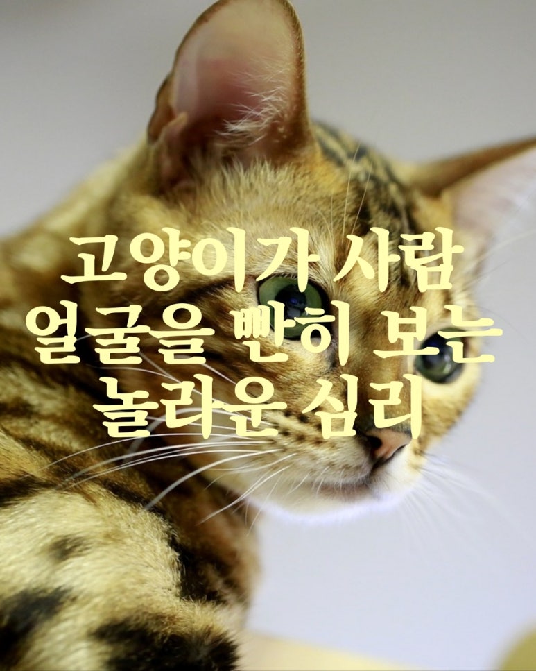 고양이가 사람 얼굴을 빤히 보는 놀라운 심리