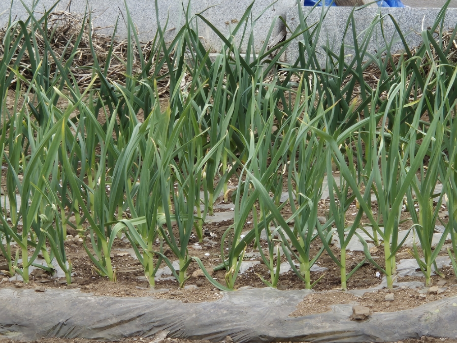 장성반점 이미지