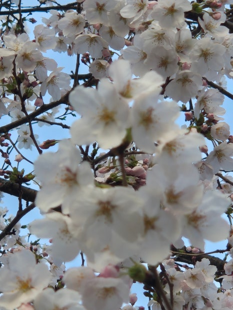 장성반점 이미지