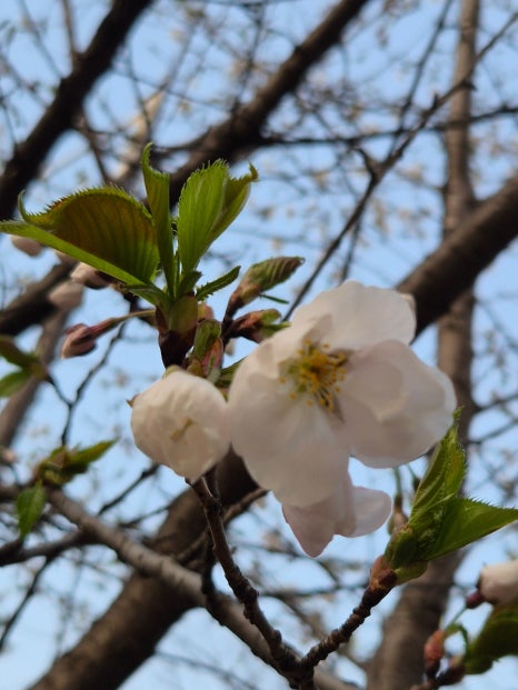 장성반점 이미지