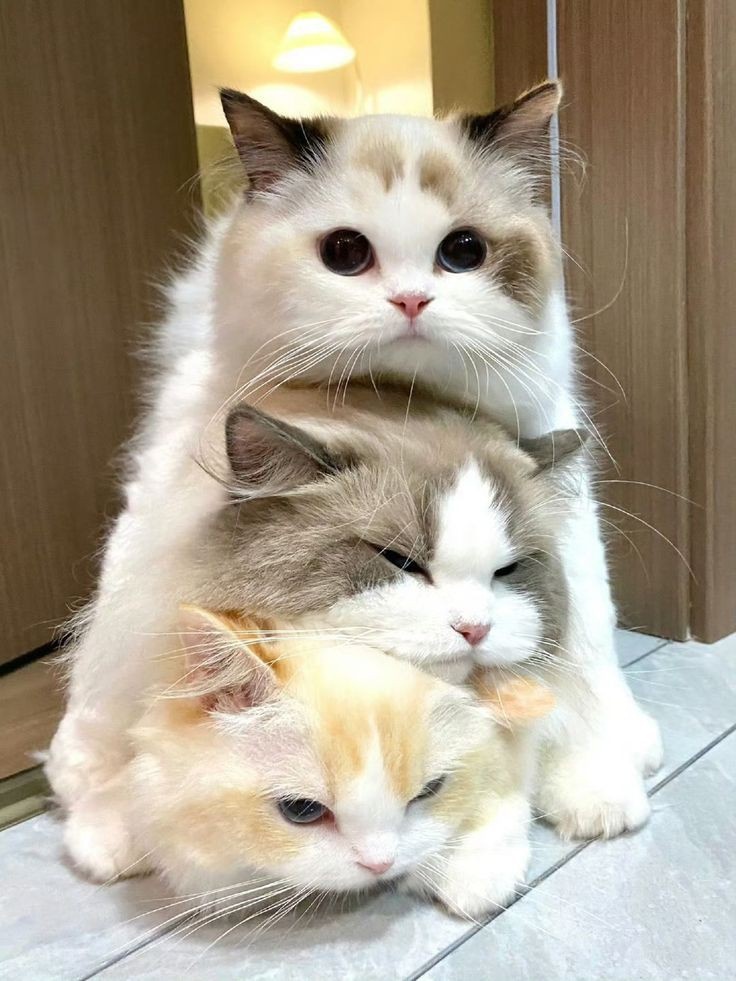 요고요고 이미지