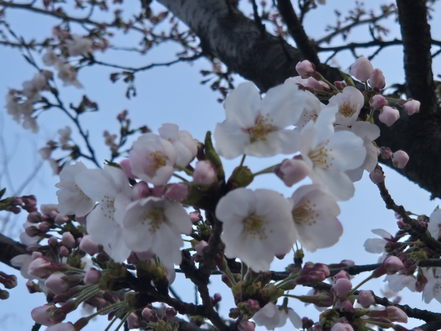 장성반점 이미지