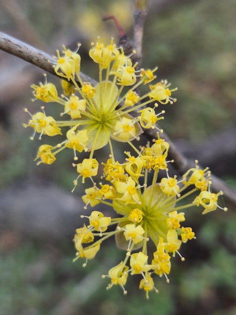 장성반점 이미지