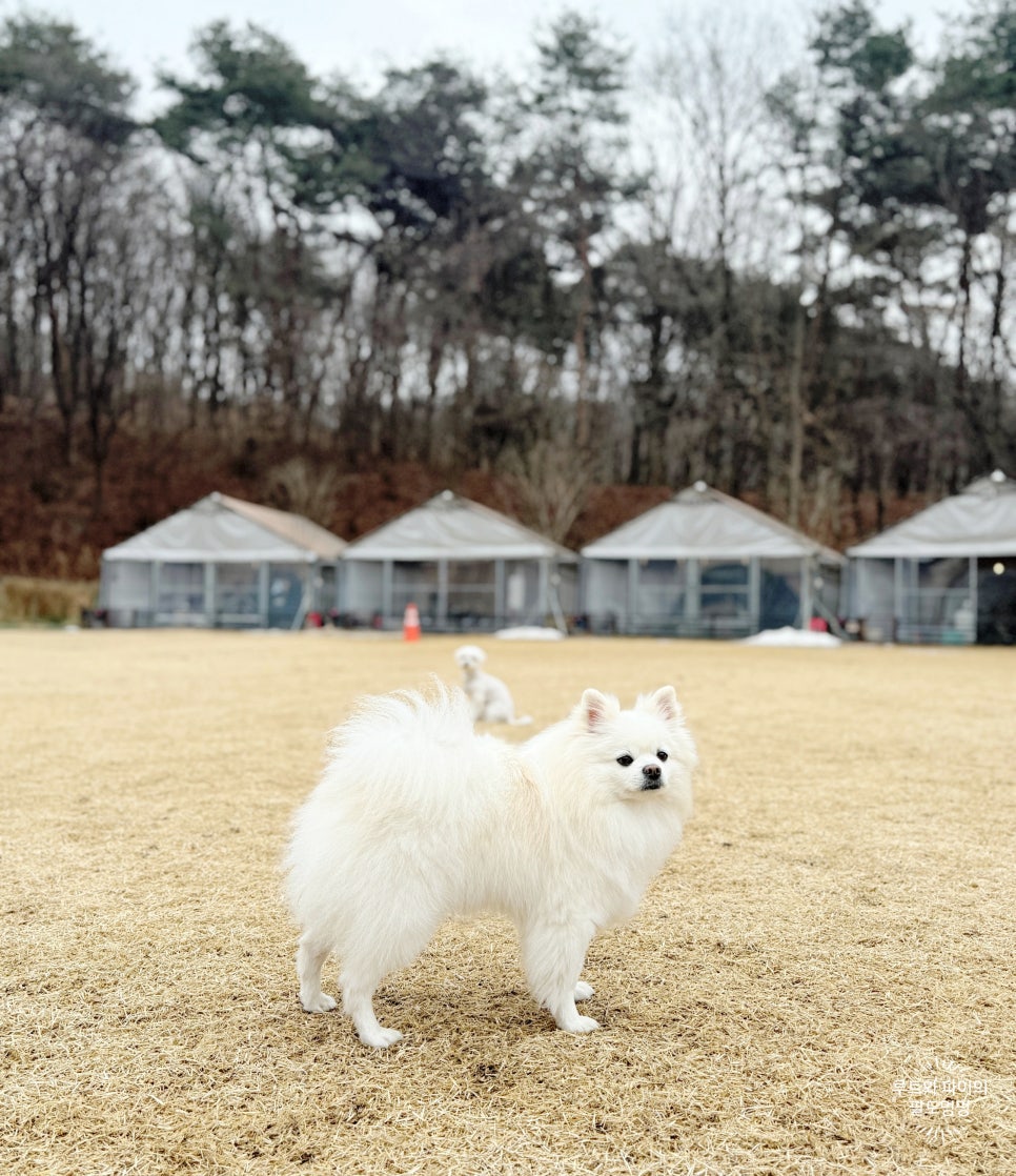 개차반캠핑장 이미지
