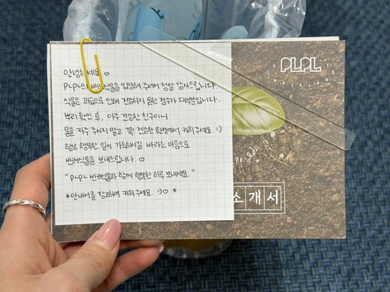 피엘피 이미지